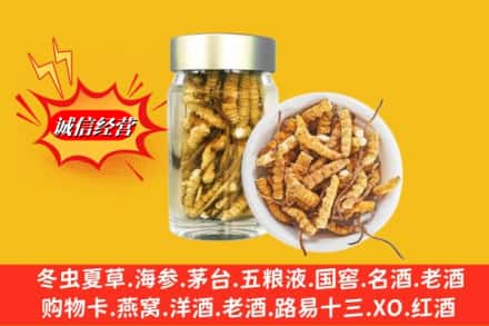 中山黄圃镇回收散虫草